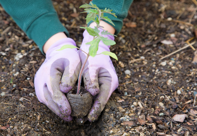Eco-Friendly Gardening Tips for your Garden